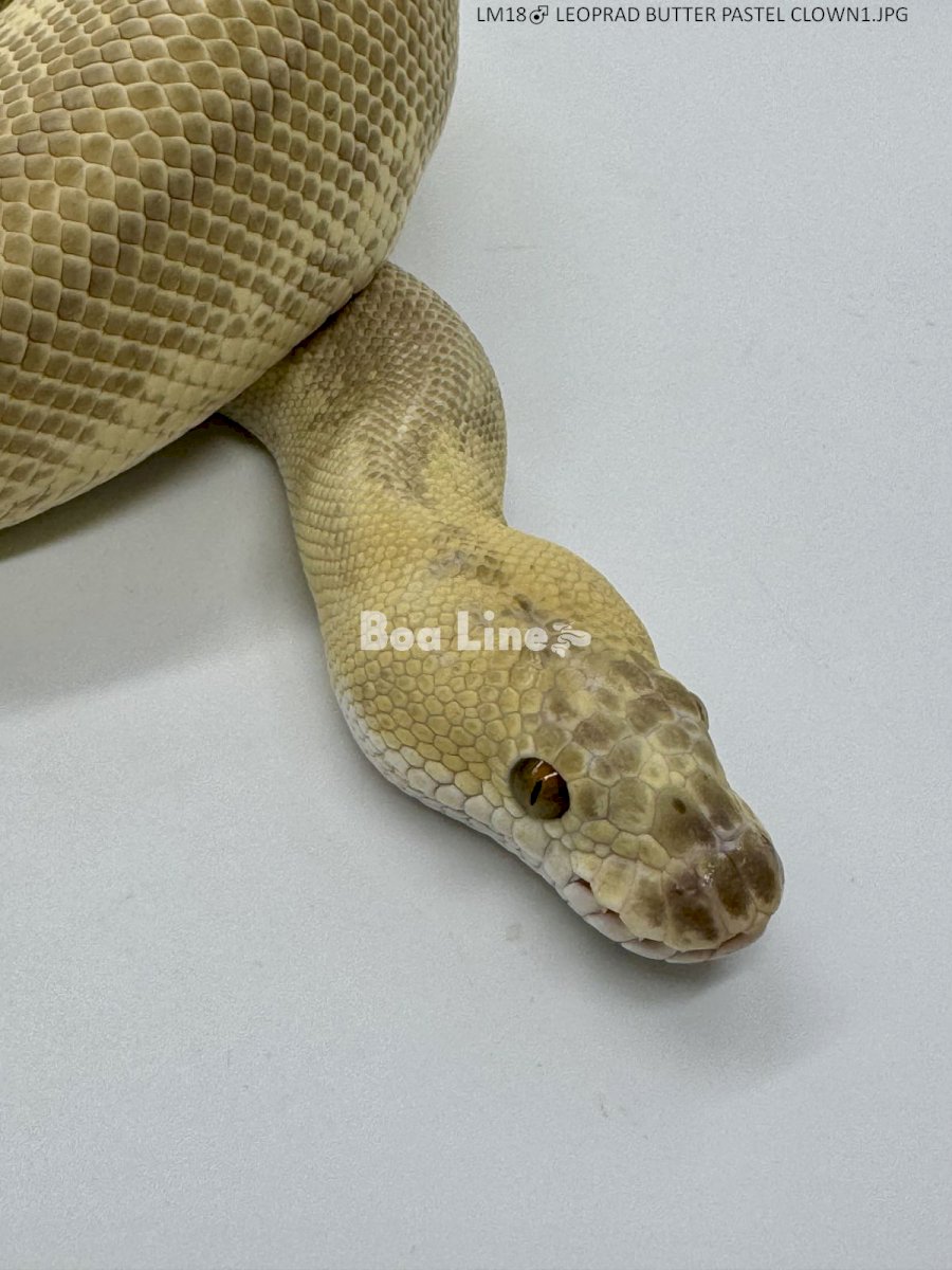 LEOPRAD BUTTER PASTEL CLOWN